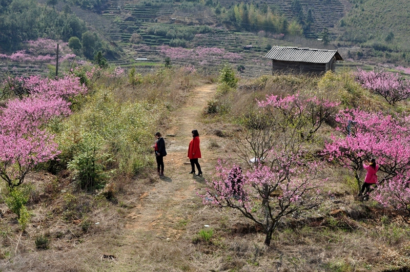 【2015,4,7桃花摄影图片】福建,宁德市鸳鸯溪畔屏南县生态摄影_太平洋