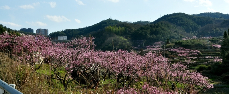 【2015,4,7桃花摄影图片】福建,宁德市鸳鸯溪畔屏南县生态摄影_太平洋