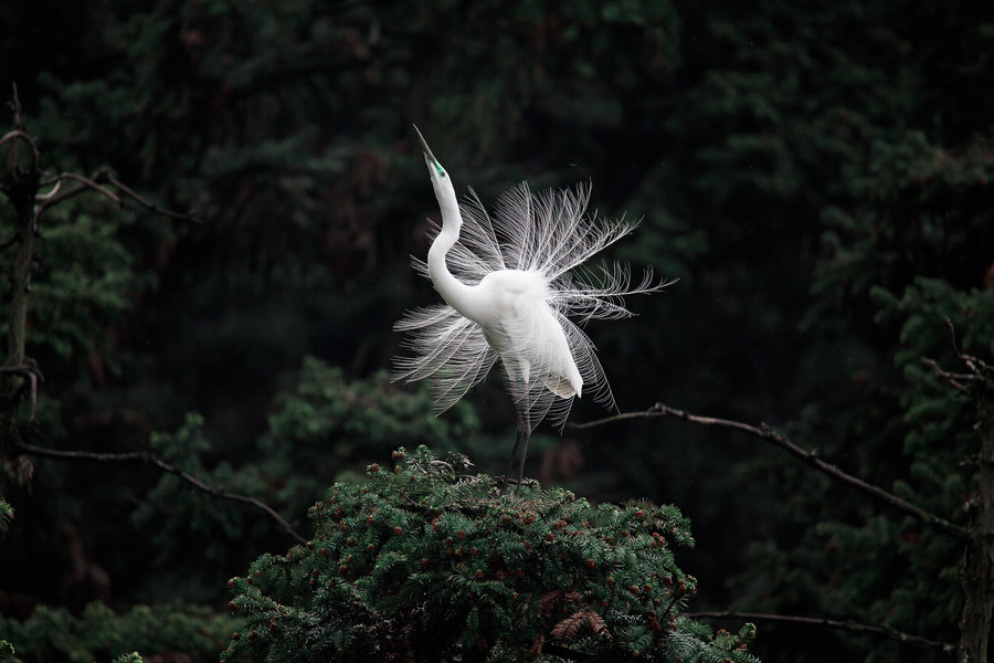 【象山森林公园拍鹭摄影图片】生态摄影