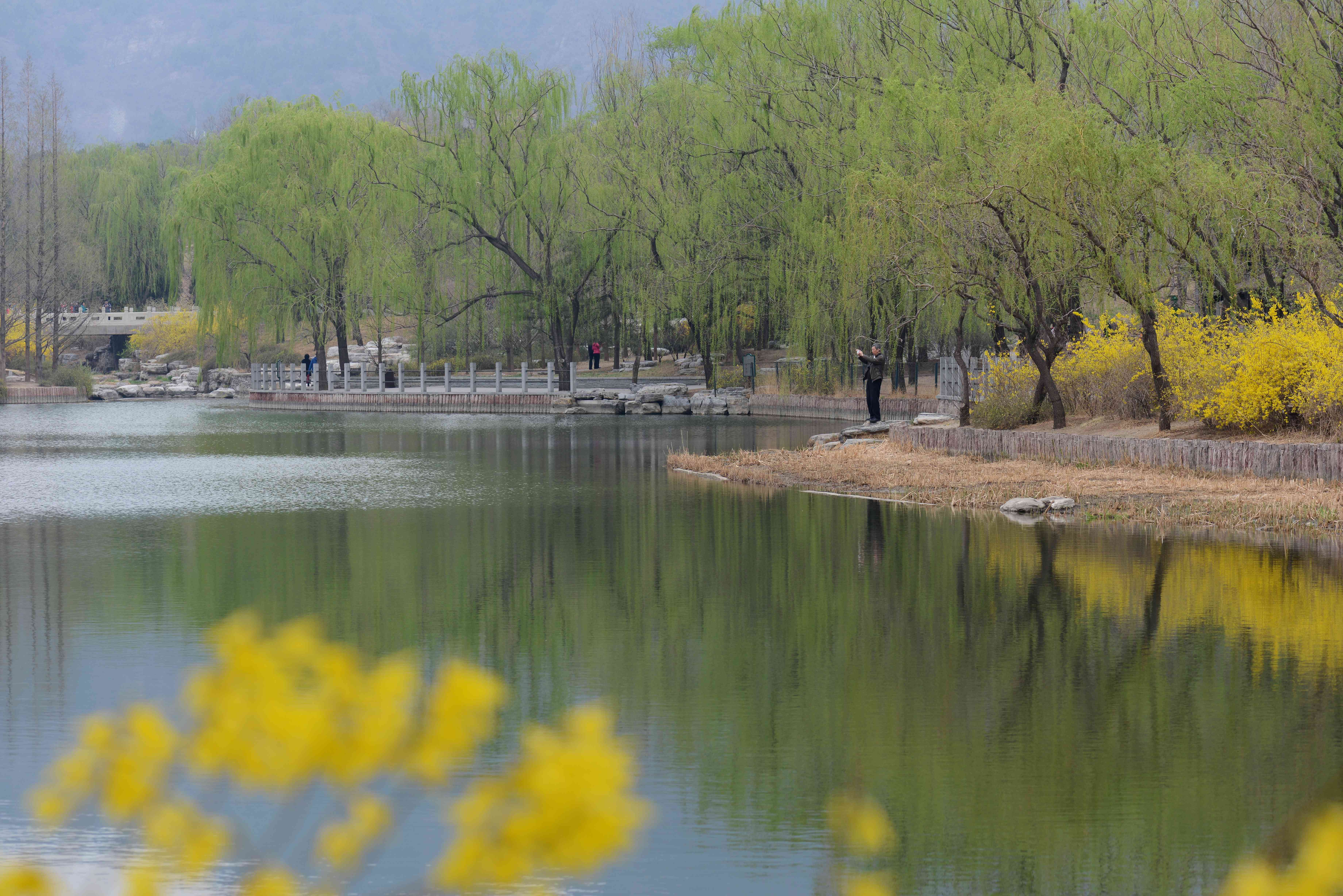 【烟柳春花摄影图片】北京植物园中湖风光摄影_徜徉幽