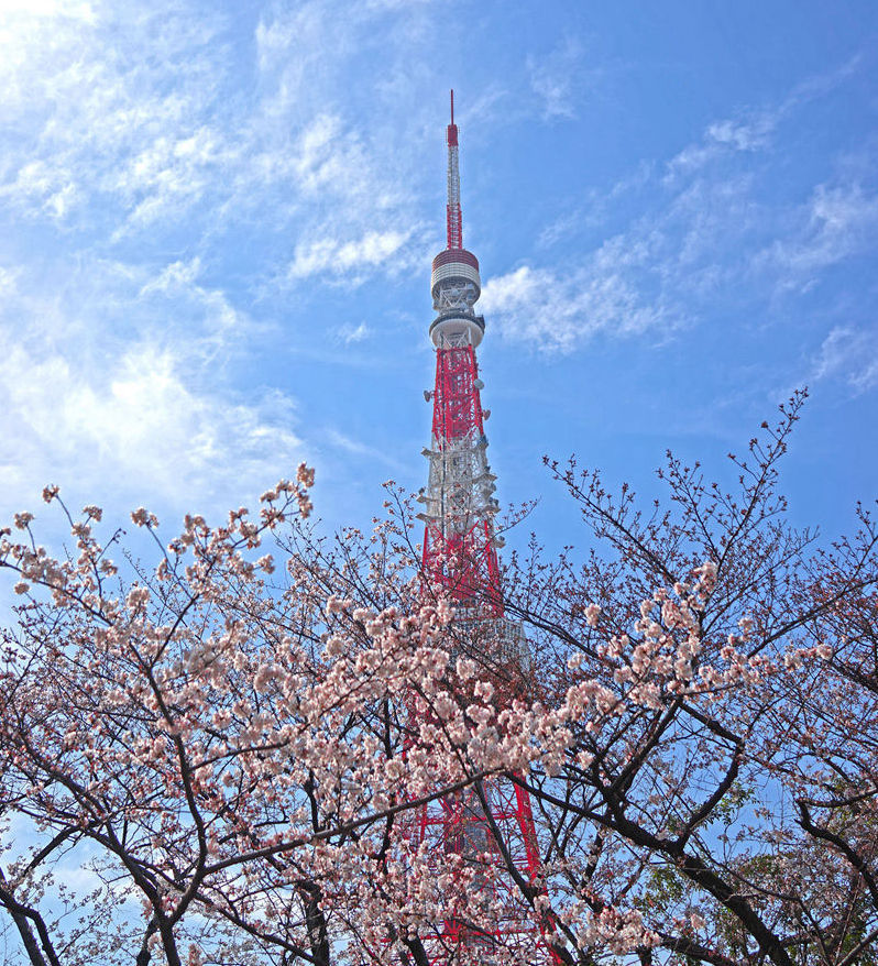 【东京,樱花季】