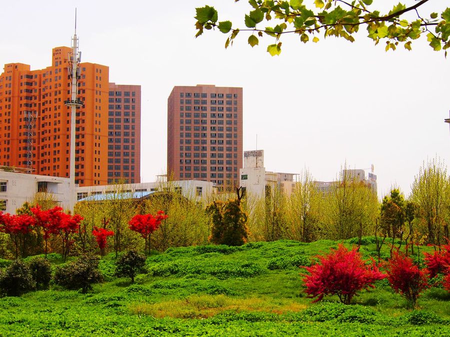 驻马店市黄淮学院校园内植物园林. (共p)