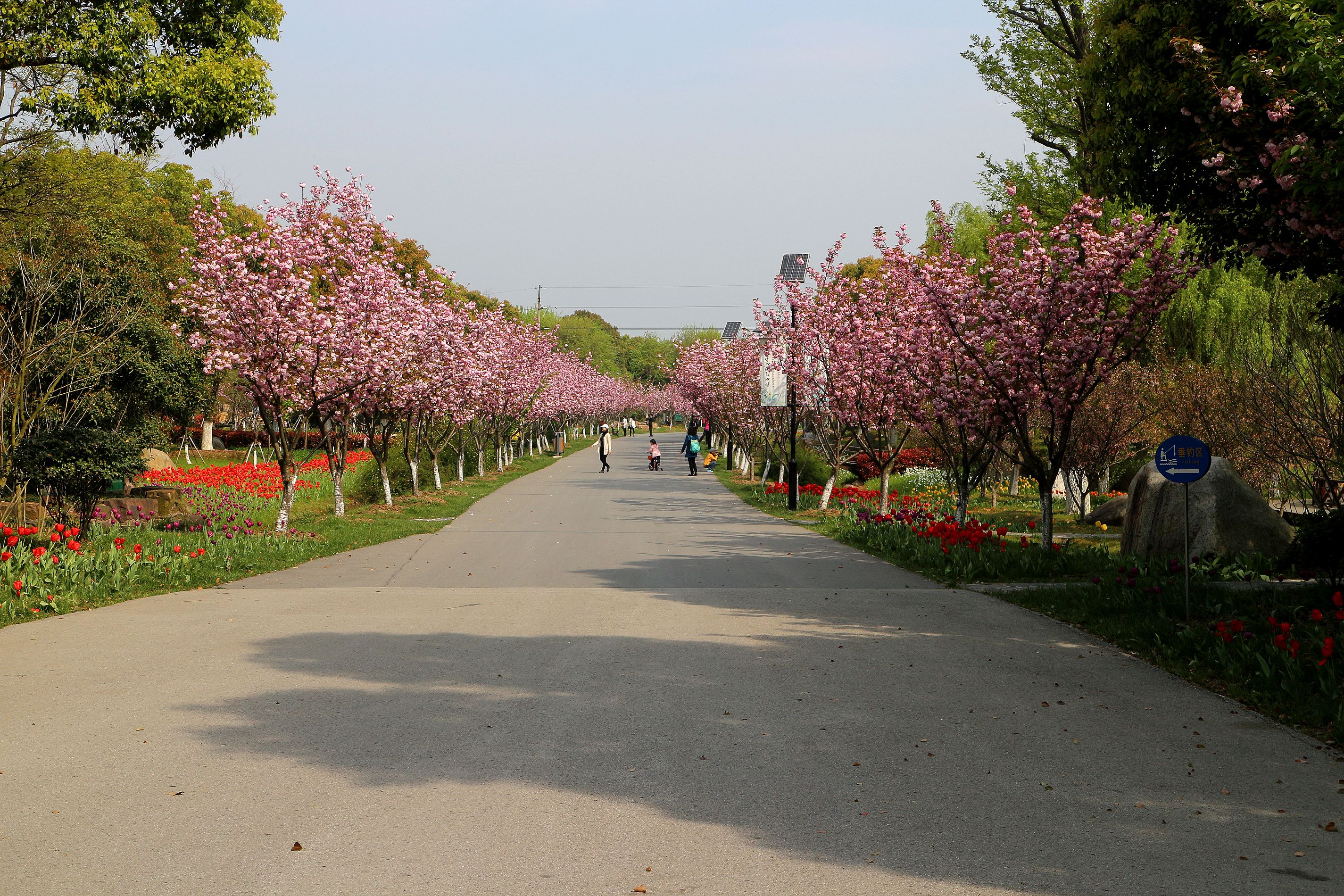 2021苏州中国花卉植物园游玩攻略,特别是温暖春天，遍布公园各...【去哪儿攻略】