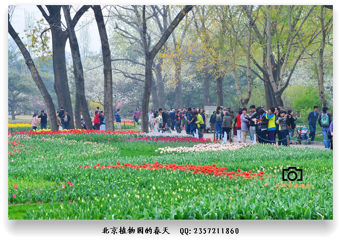 踏青赏花北京植物园