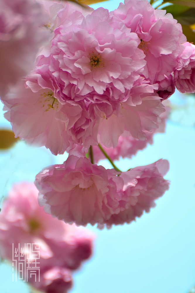 八重樱