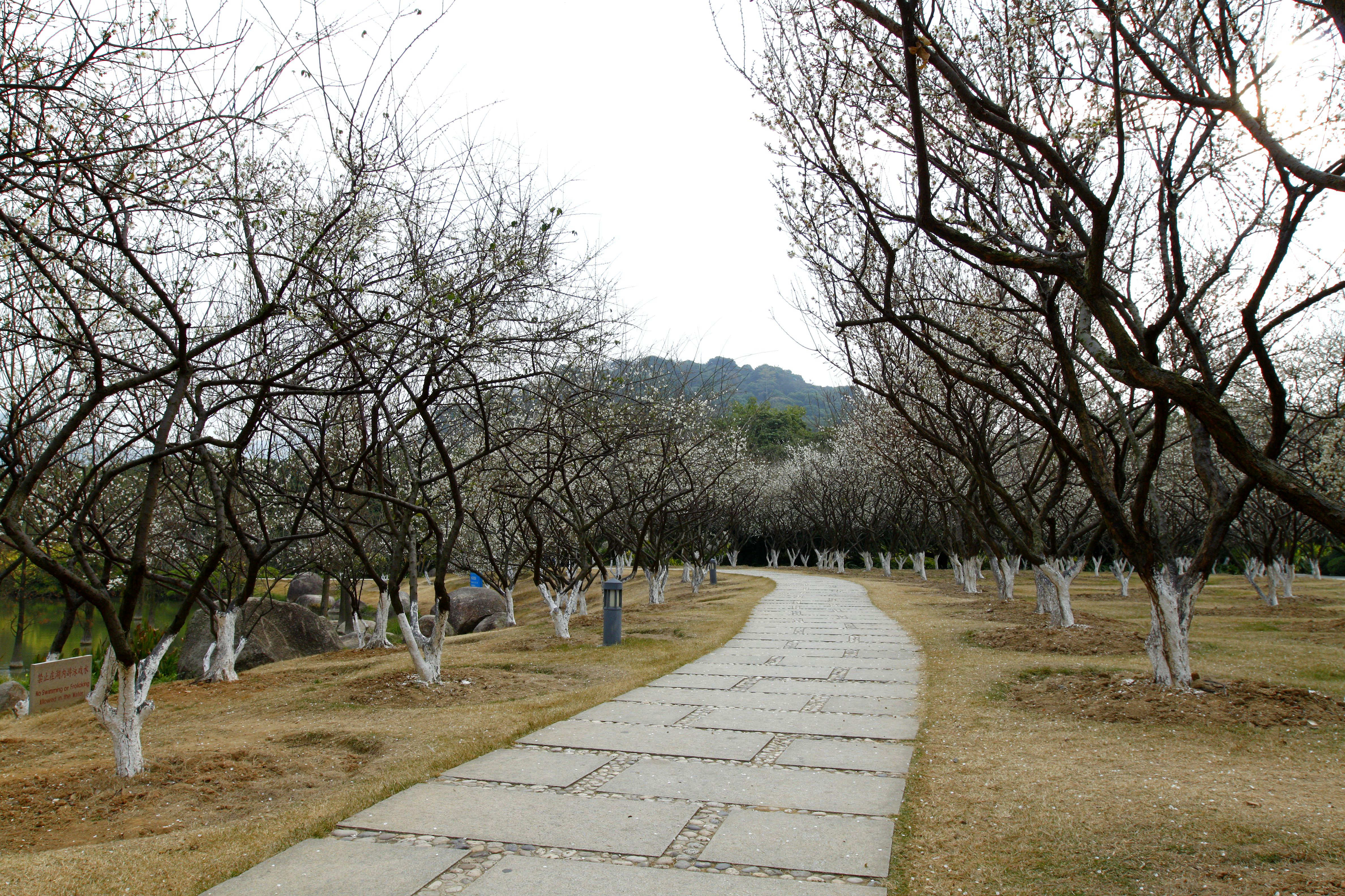 游萝岗香雪公园