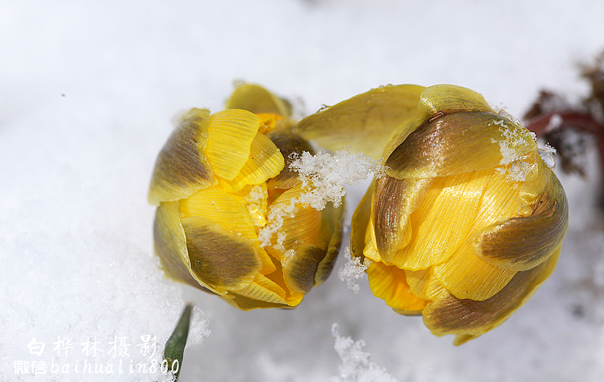 林海雪莲冰凌花