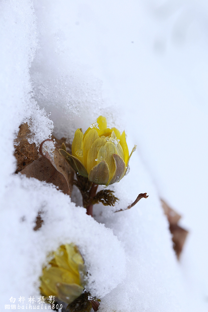 【林海雪莲冰凌花摄影图片】黑龙江横头上景区生态摄影_白桦林摄影