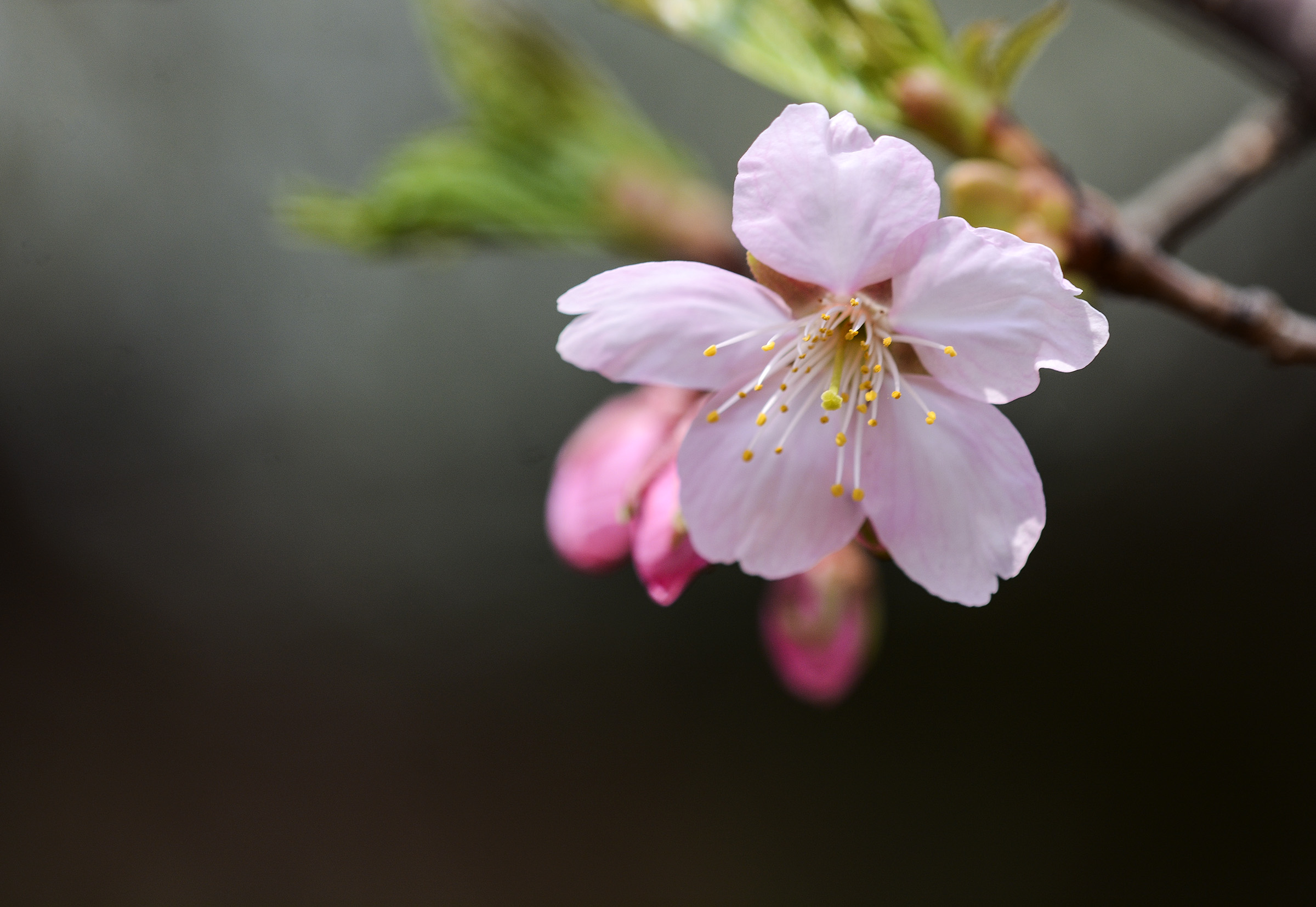 樱花