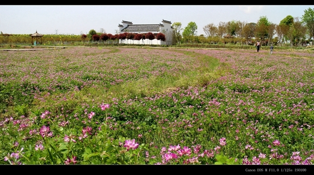 新洲紫薇都市田园