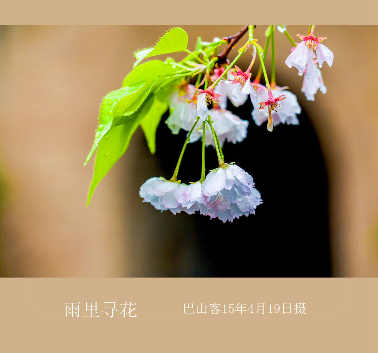 【雨里寻花摄影图片】生态摄影_巴山客_太平洋电脑网摄影部落