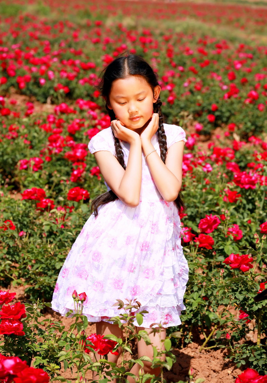 【春天的玫瑰摄影图片】昆明市安宁市八街镇魏