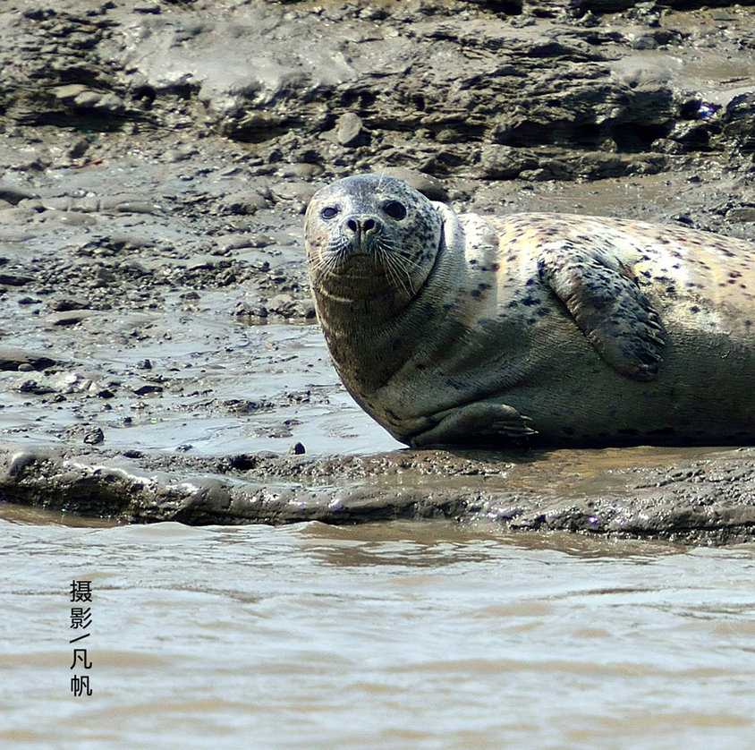 走近斑海豹