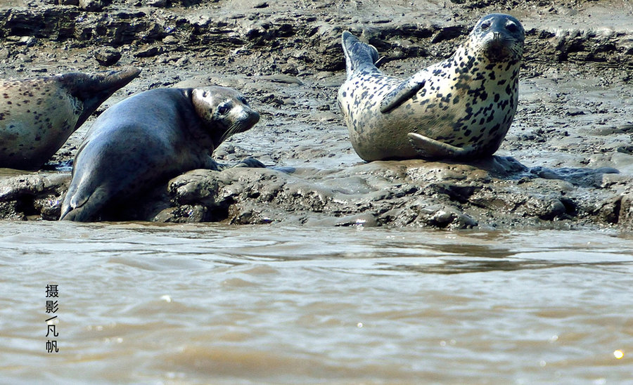 走近斑海豹