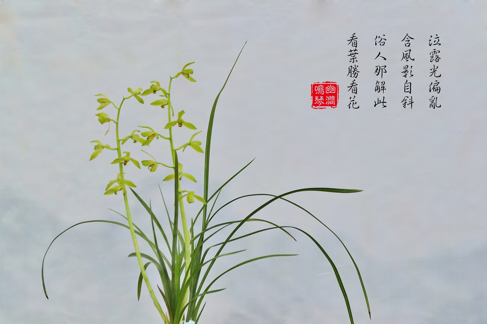 幽兰