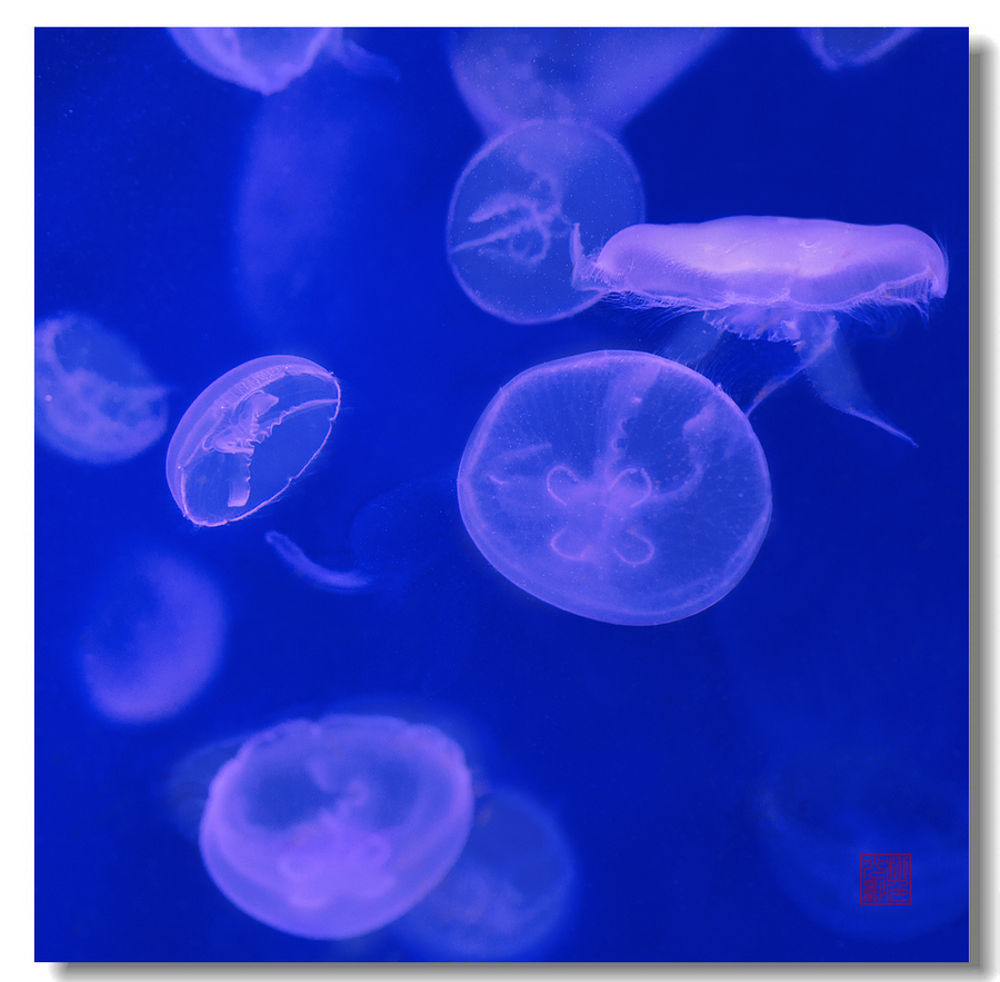 【海月水母摄影图片】武汉东湖海洋世界生态摄