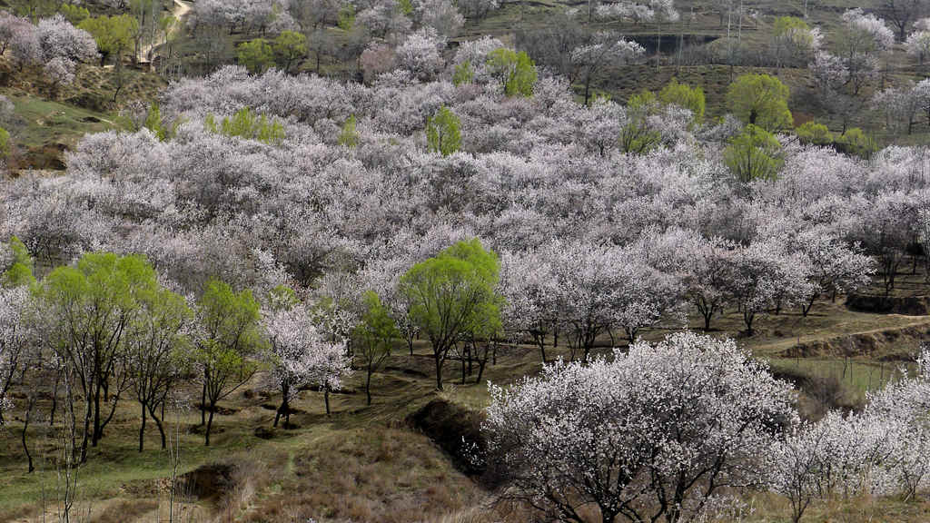 彭阳山花盛开1