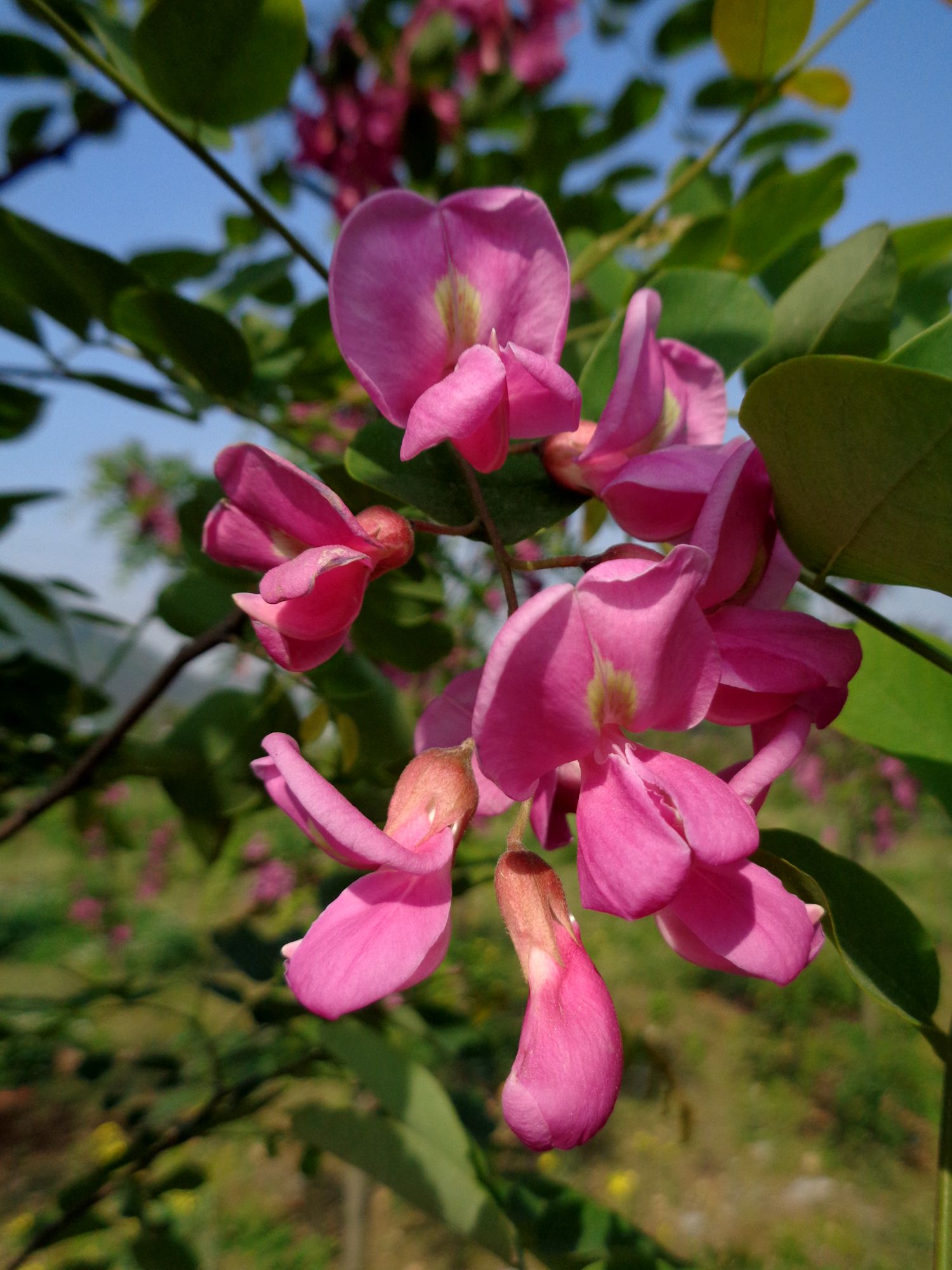 铁山粉槐花