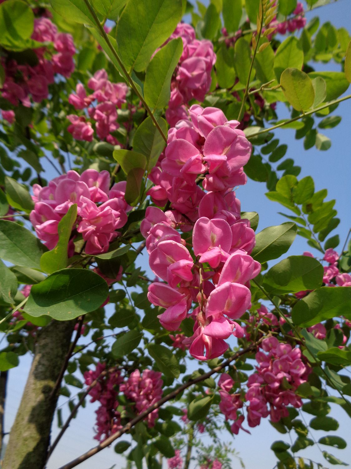 铁山粉槐花