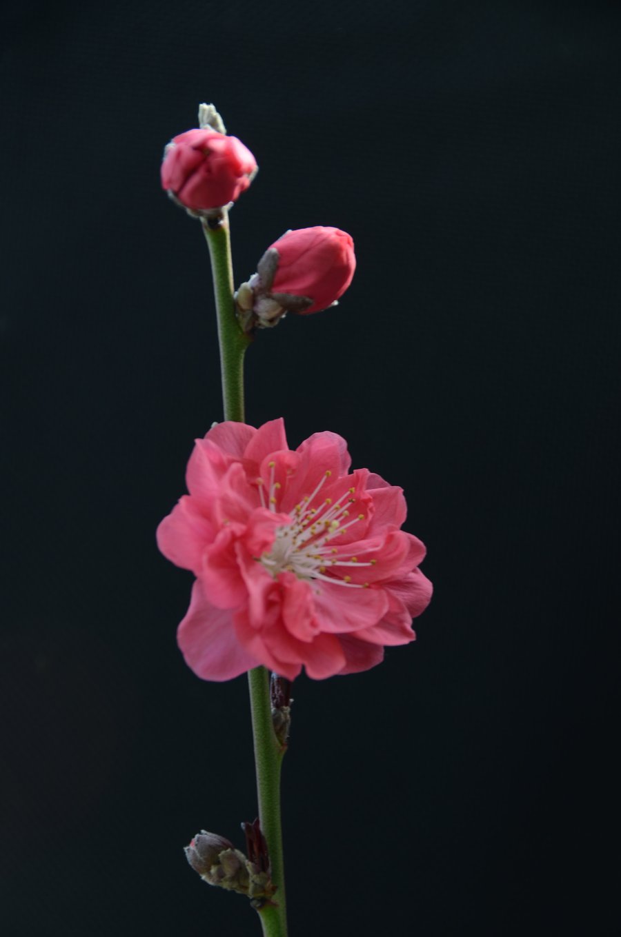 春天盛开的花朵 (共p)