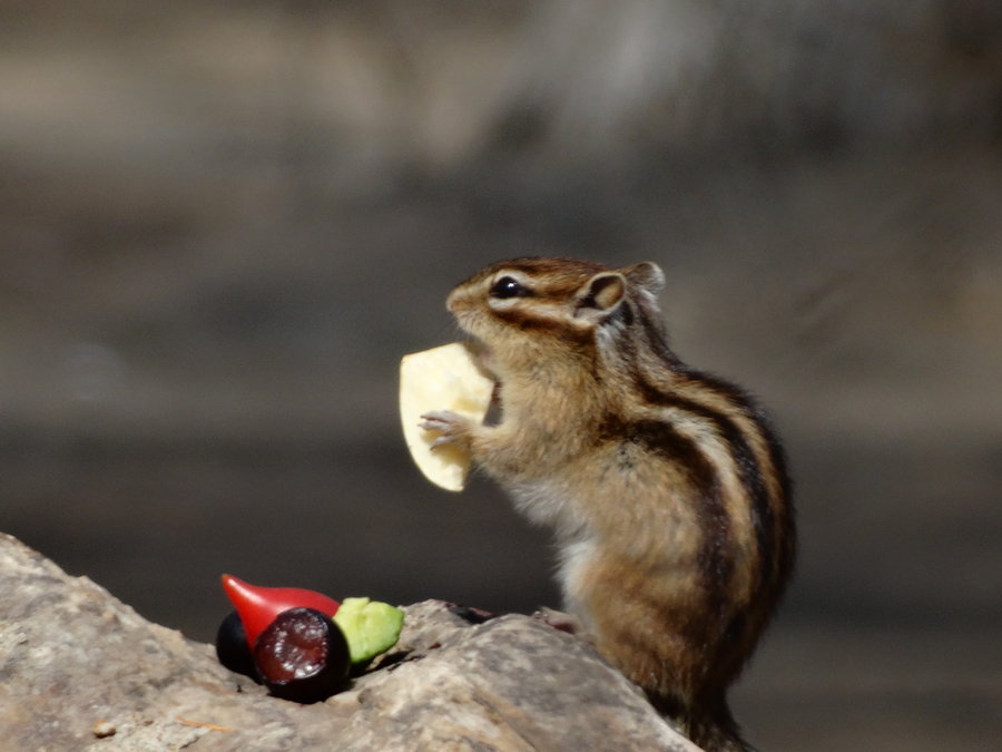 【松鼠吃鲜果摄影图片】生活摄影