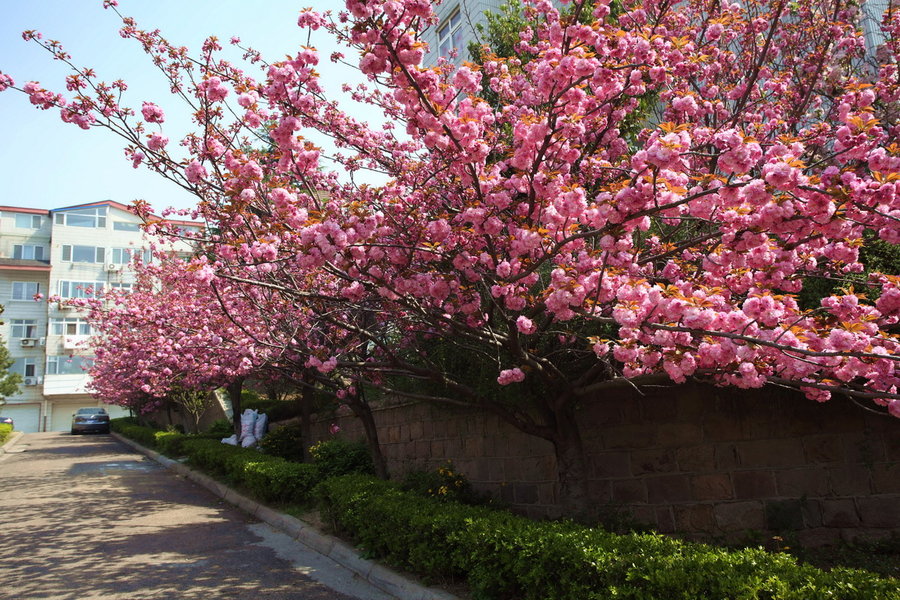 【樱花开放季节--青岛掠影摄影图片】青岛中山
