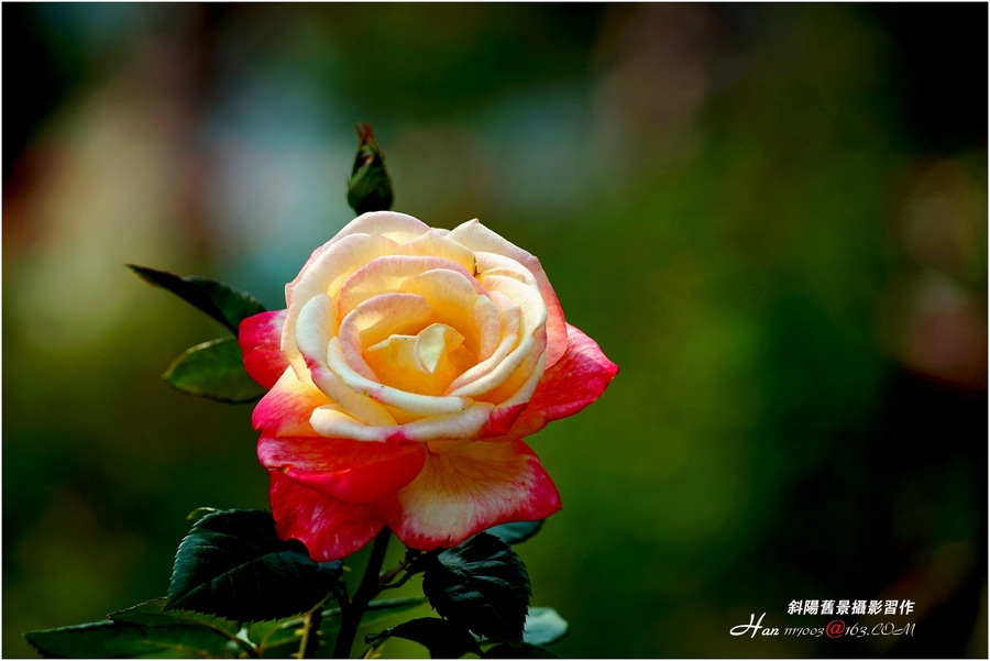 【春天里的花摄影图片】广州云台花园生活摄影