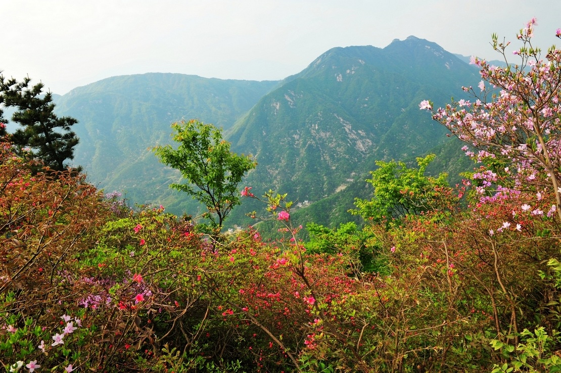 英山的映山红