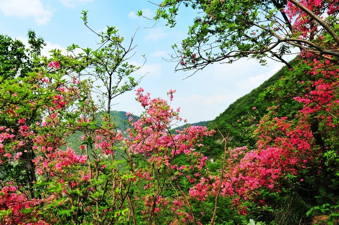 英山的映山红
