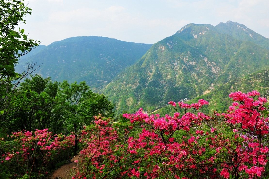 英山的映山红