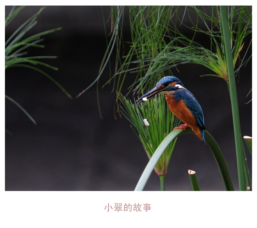 小翠的故事