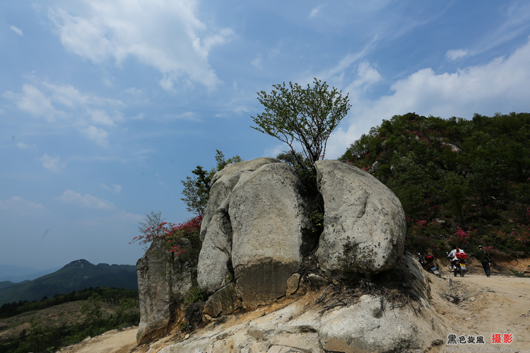 黄狮寨杜鹃摄影图片】大别山罗田胜利镇黄狮寨风光摄影_黑色旋风的