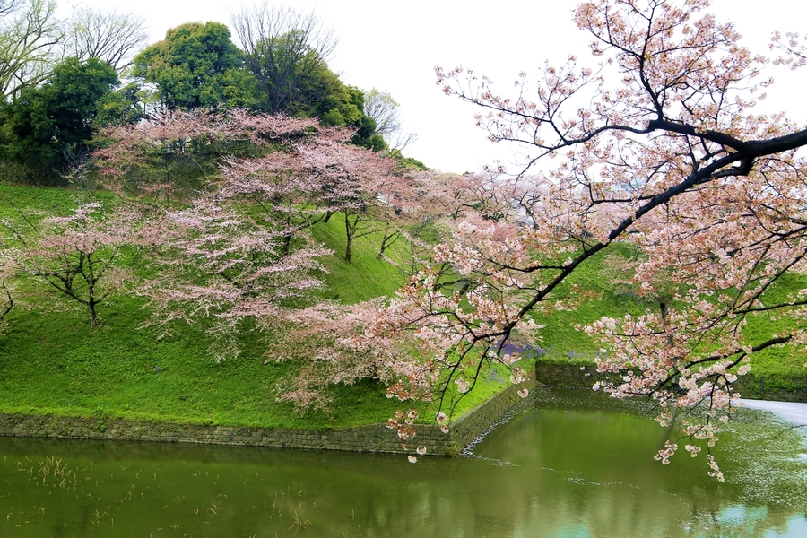 【日本樱花摄影图片】日本东京风光旅游摄影