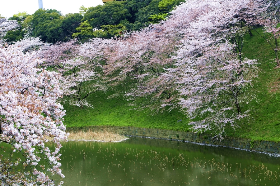 【日本樱花摄影图片】日本东京风光旅游摄影
