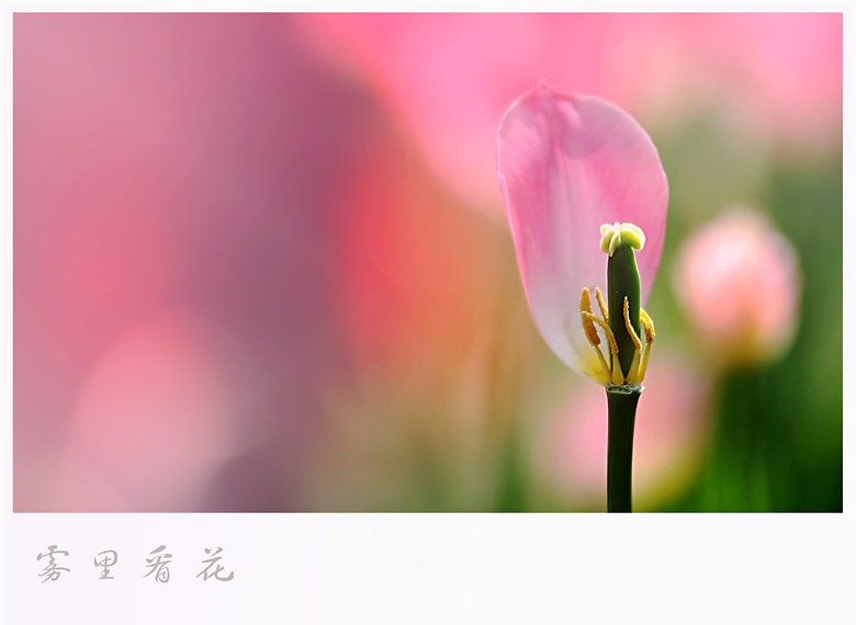 雾里看花