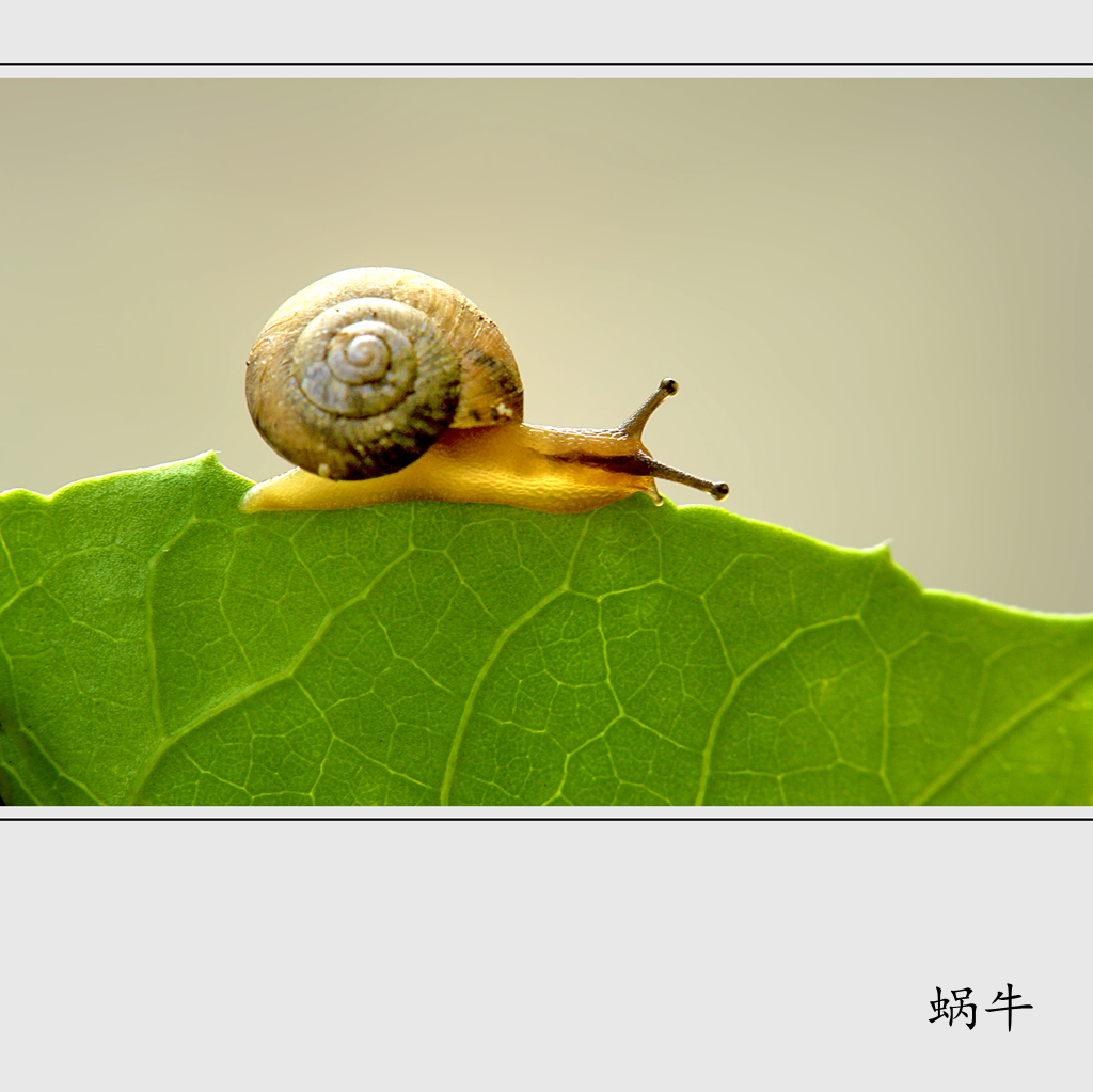 蜗牛摄影图__其他生物_生物世界_摄影图库_昵图网nipic.com