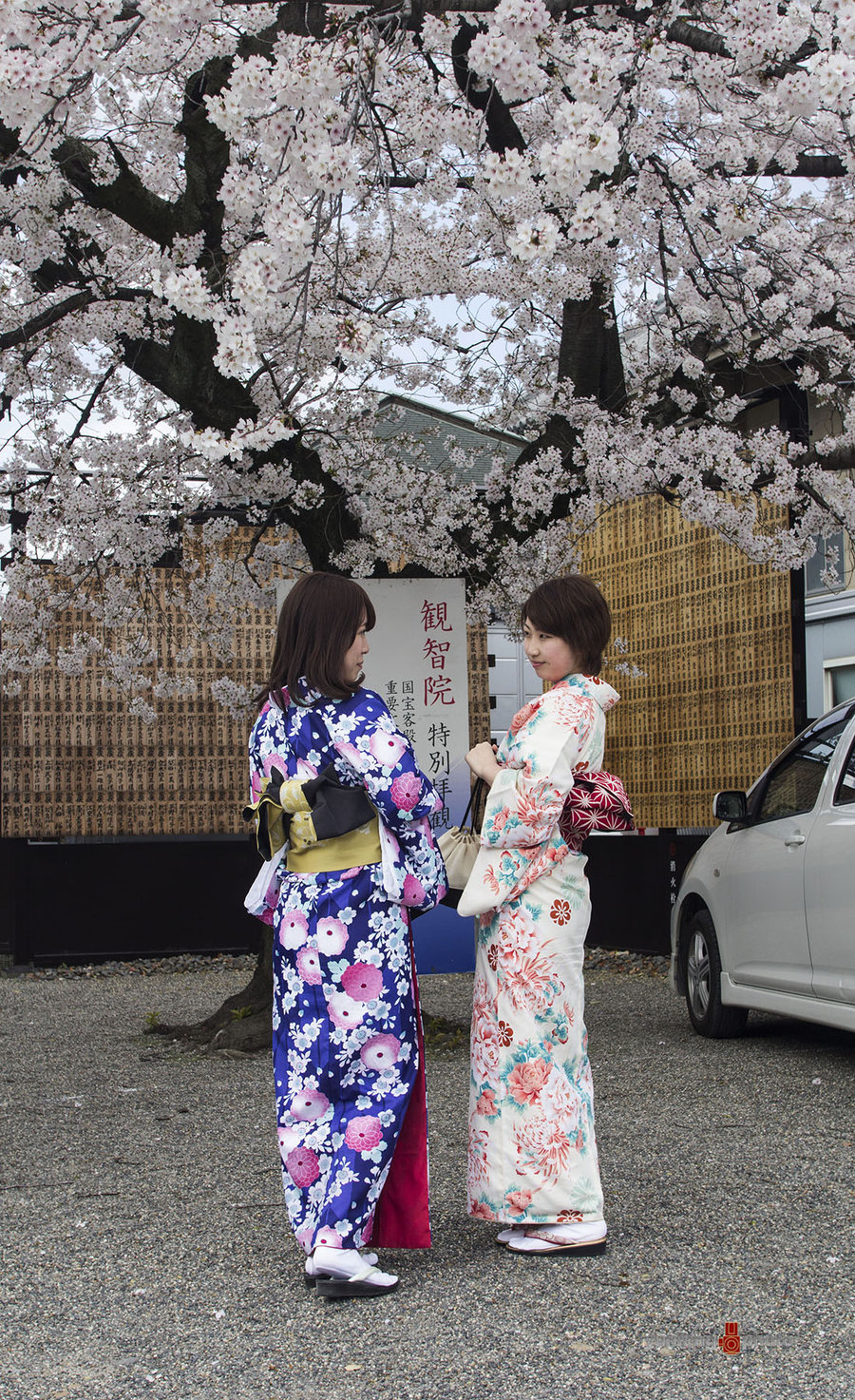 【在那樱花盛开的地方-东寺摄影图片】日本京