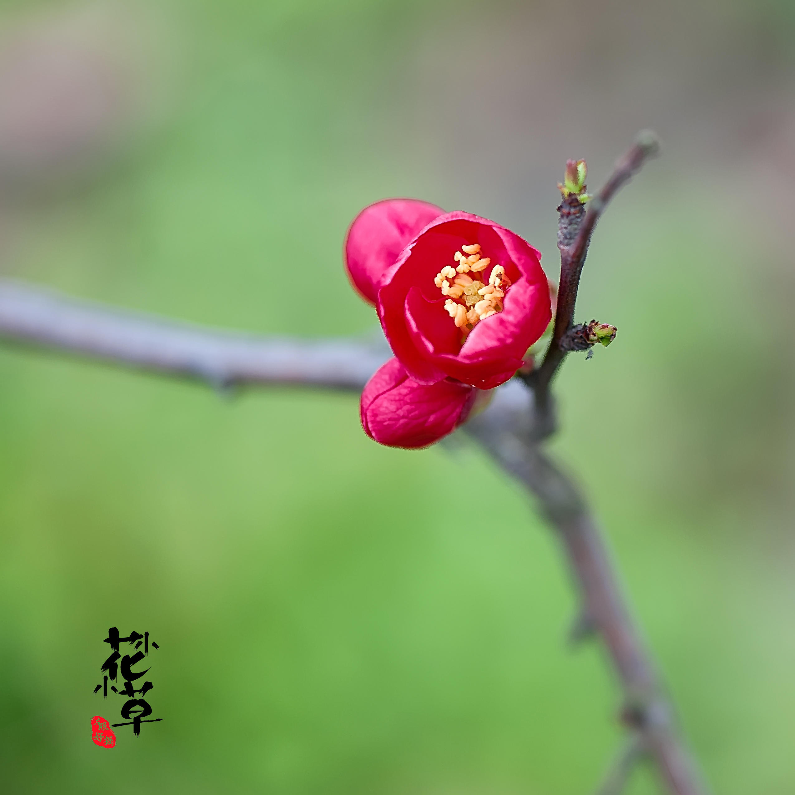【小花小草摄影图片】大宁公园生态摄影_左眼好摄_网