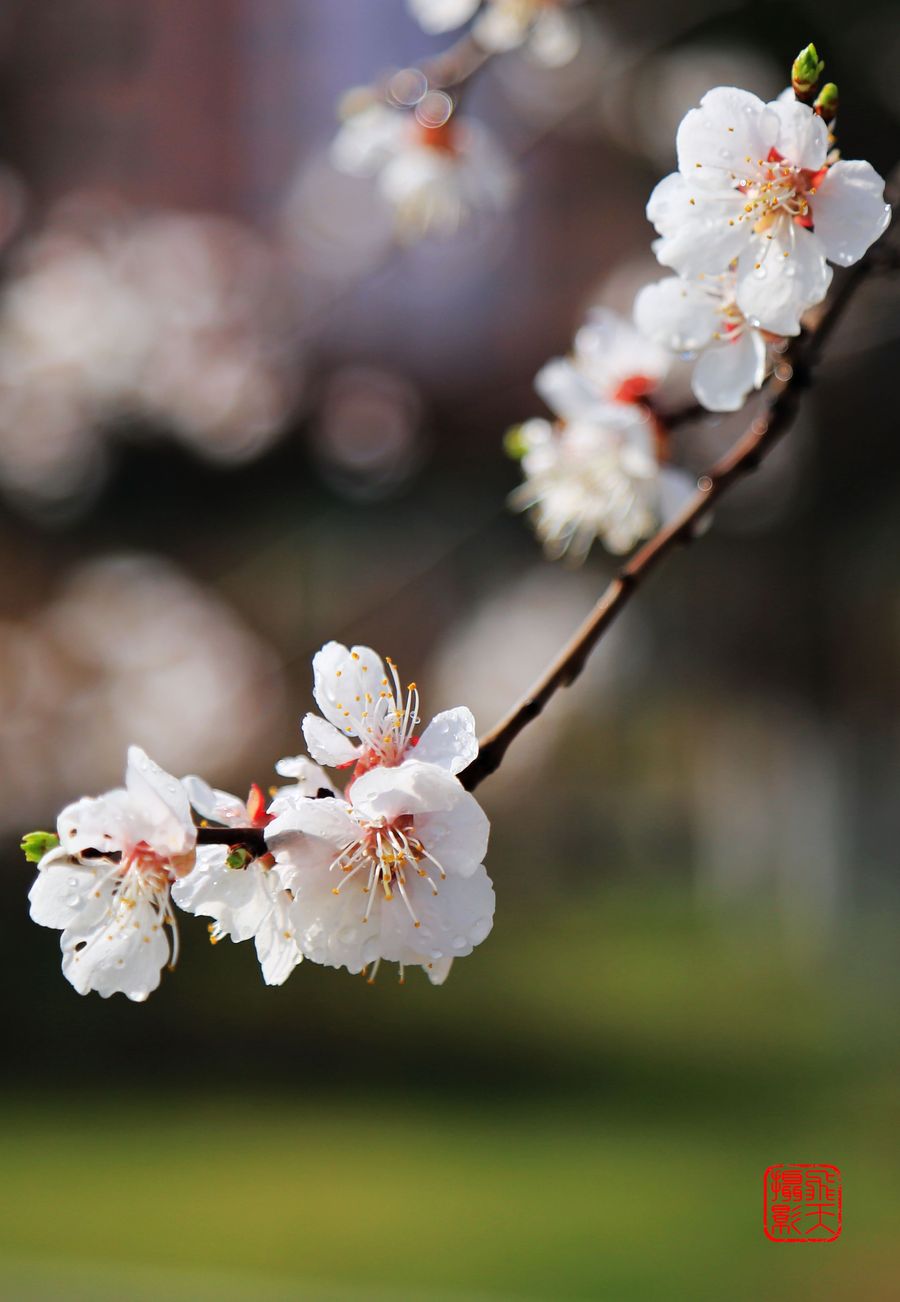 【2015年春天绽放的花朵摄影图片】磐石生态