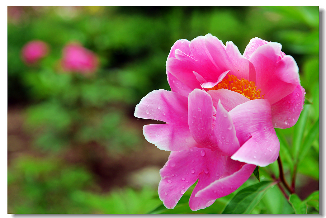 雨后芍药花儿开