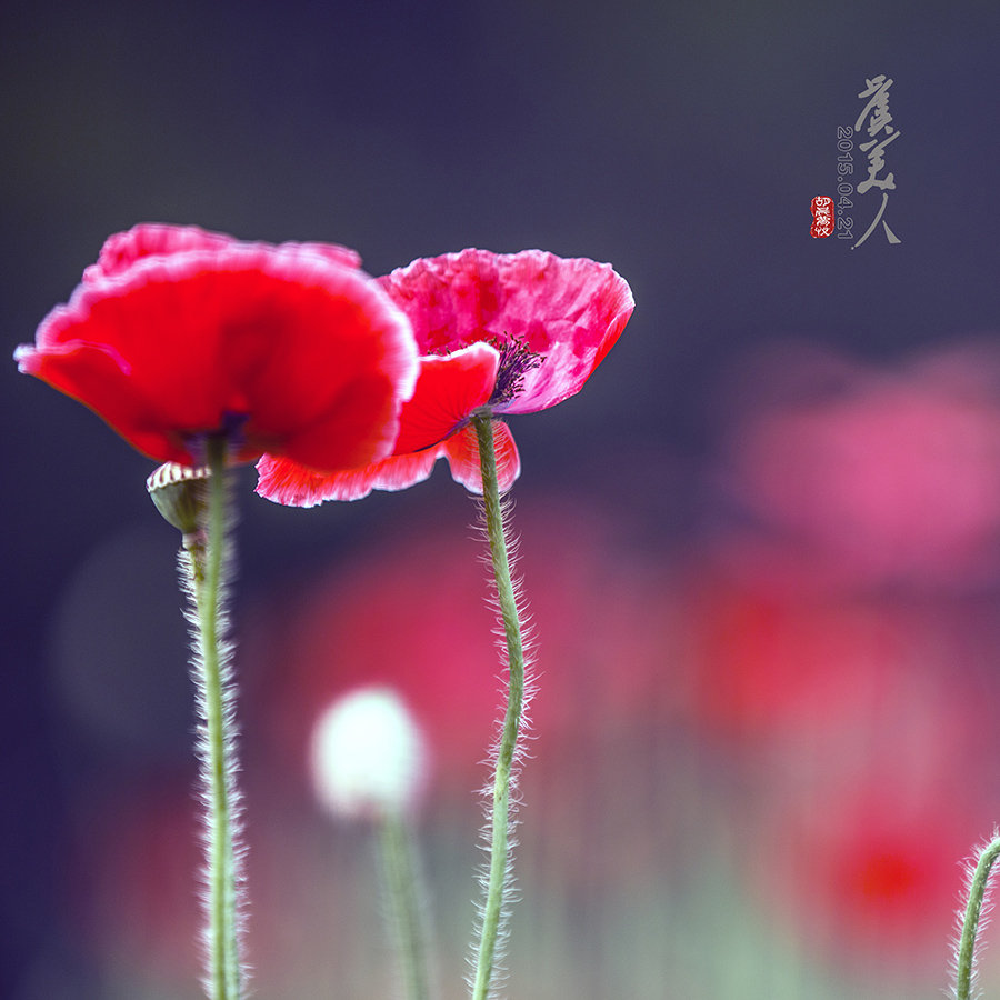 虞美人