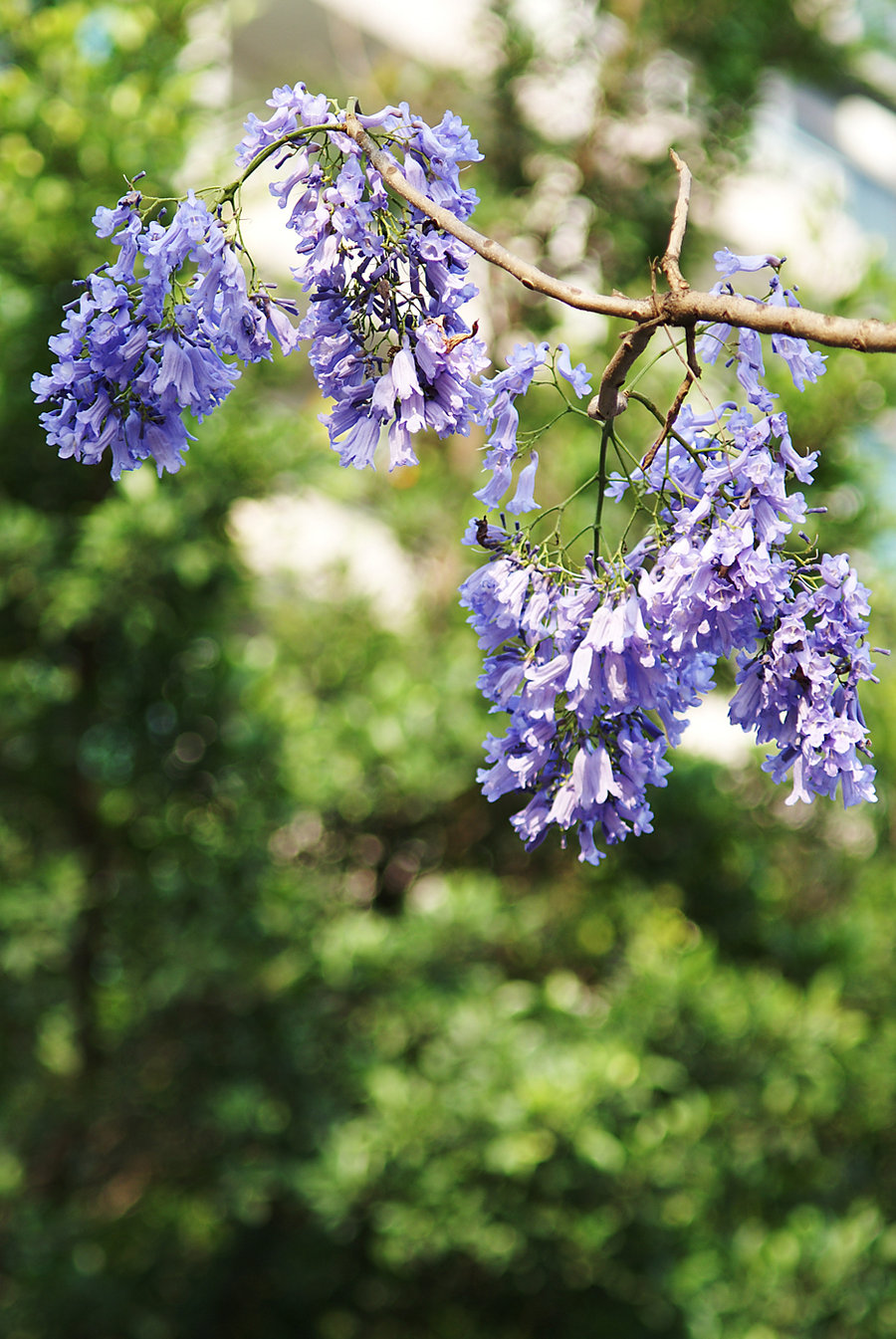 蓝花楹