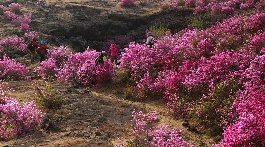 花中西施杜鹃花 龙江大地满山开