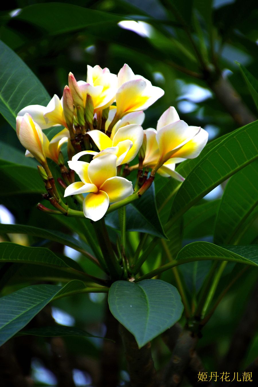 树上花果靓