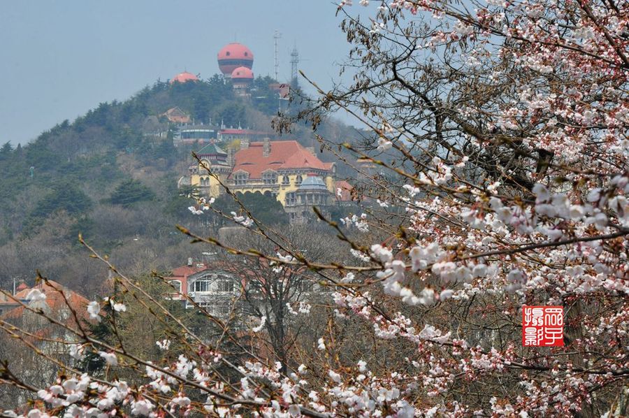 【春满海大---中国海洋大学鱼山校区摄影图片】