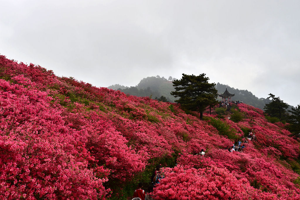 麻城杜鹃花