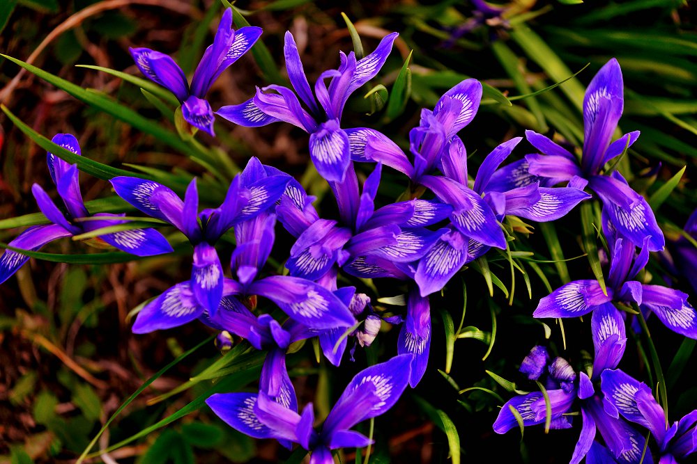 马兰花开
