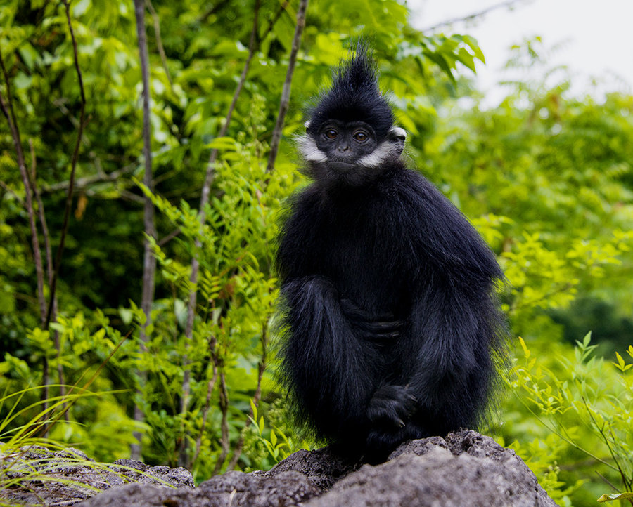 【黑叶猴摄影图片】生态摄影_太平洋电脑网摄影部落