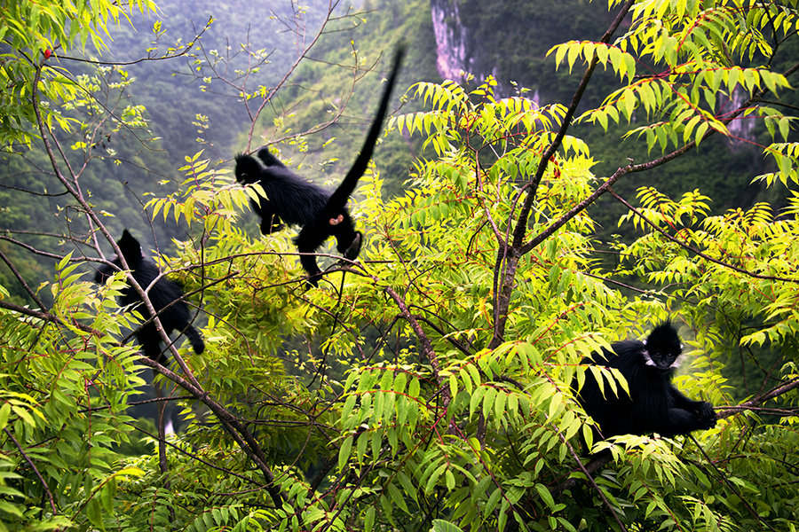 【黑叶猴摄影图片】生态摄影_太平洋电脑网摄影部落