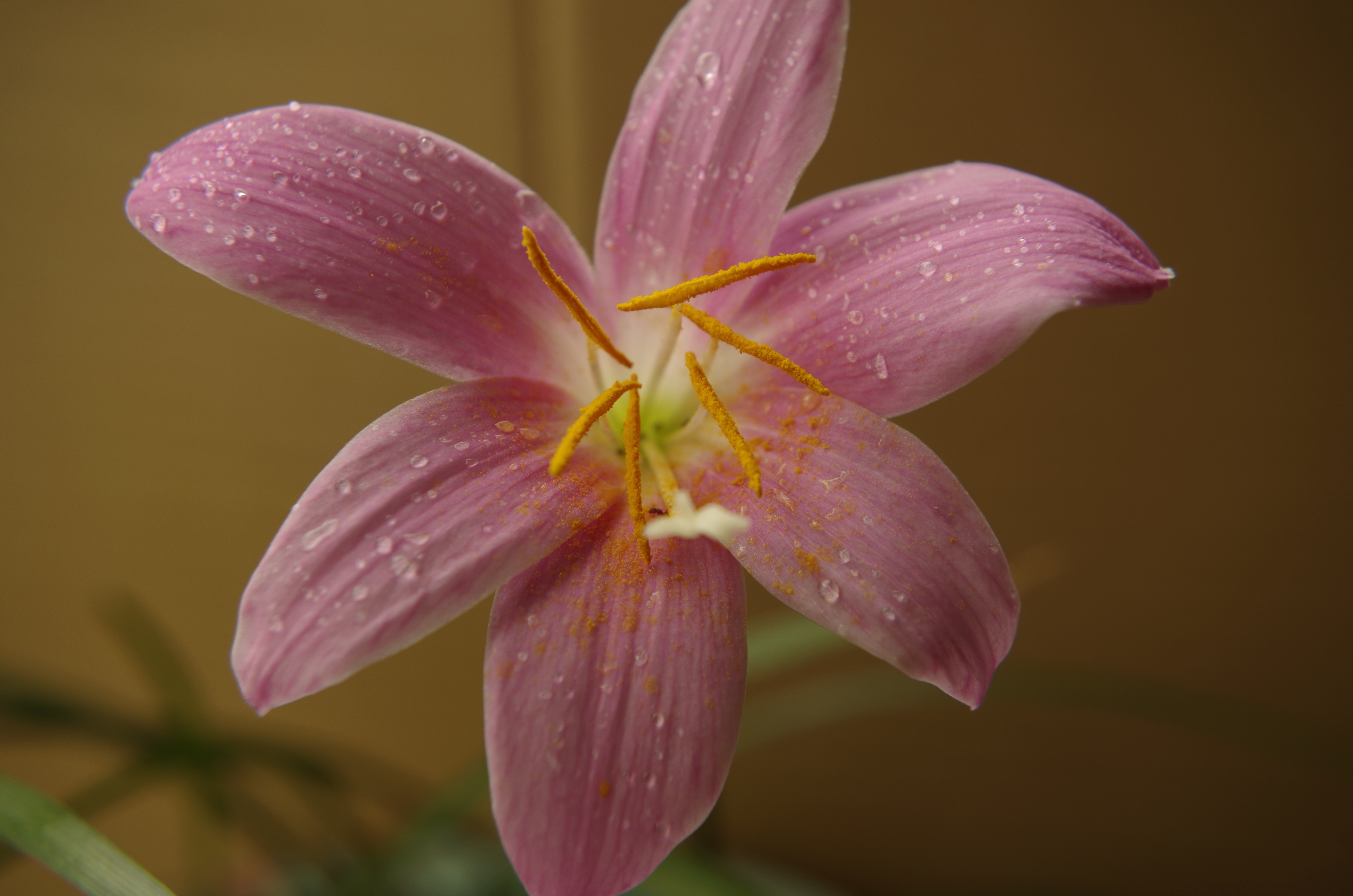 晴雨花